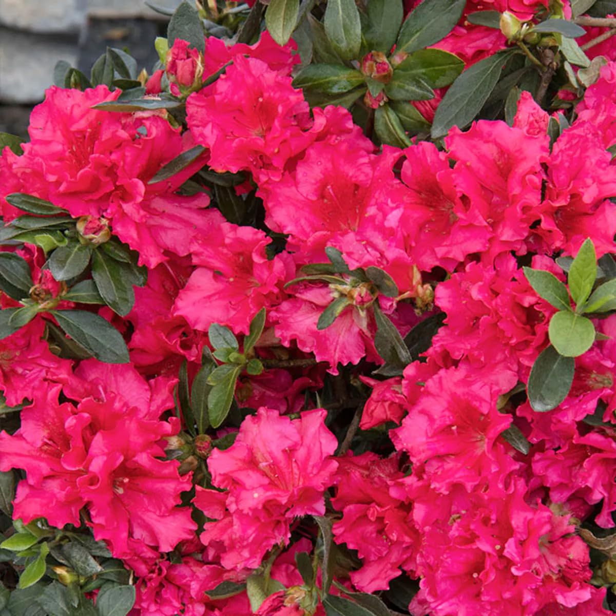 30+ Seed Mixed Colorful Azalea Rhododendron Simsii Seeds Schlippenbachii Bush Shrub Beautiful Flowers Plant for Garden Outdoors