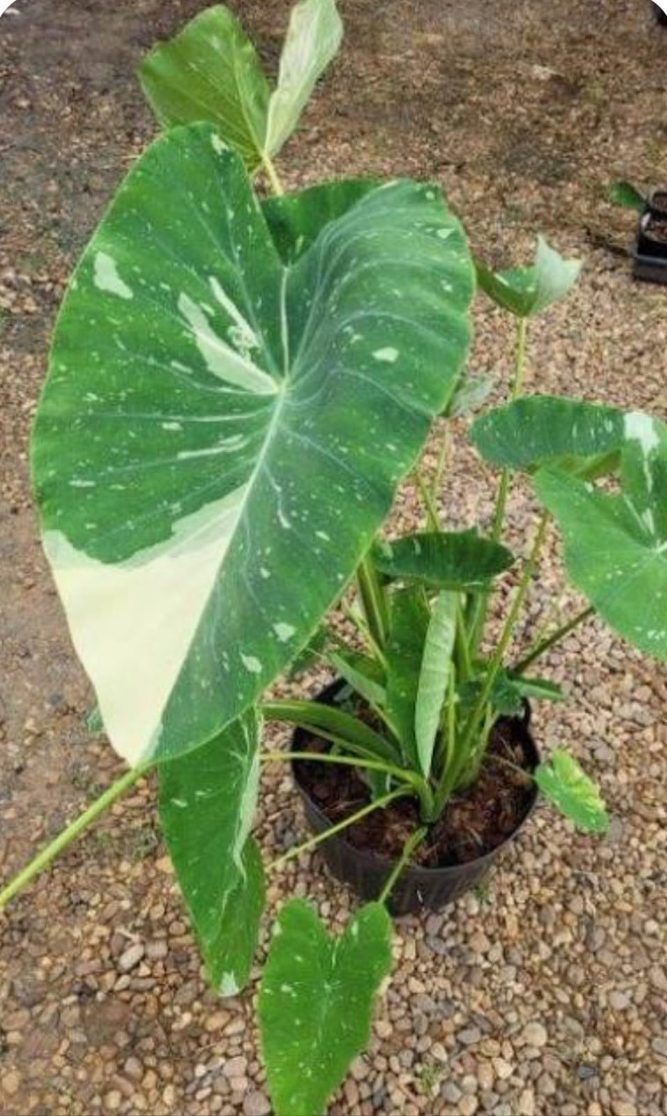 Live Plant - Colocasia esculenta- Elephant Ear - Small Rooted Starter Plant