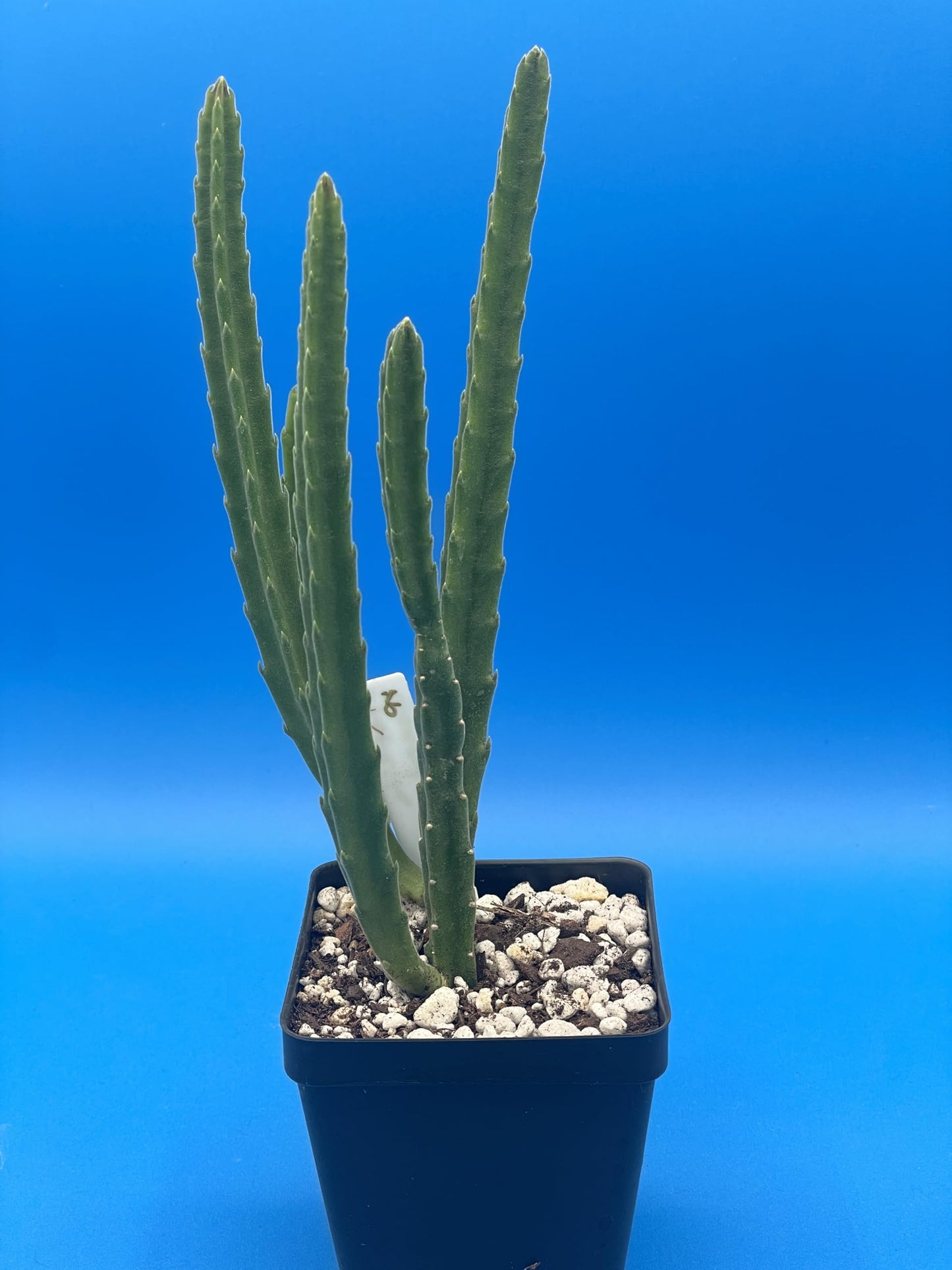 Stapelia Leendertziae 3.5 Inch Potted Plant Well Rooted Starfish Cactus - No Shipping to California Or Arizona!