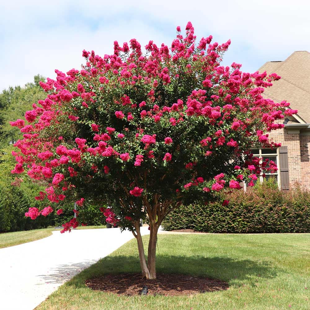 Tonto Crape Myrtle: Vibrant Dark Watermelon Red Blooms on a Fast Growing, Hardy Dwarf Tree, Matures 8-10ft Tall & Wide, Ship 3-4ft Tall Well-Rooted in Pots with Soil, a Southern Classic!