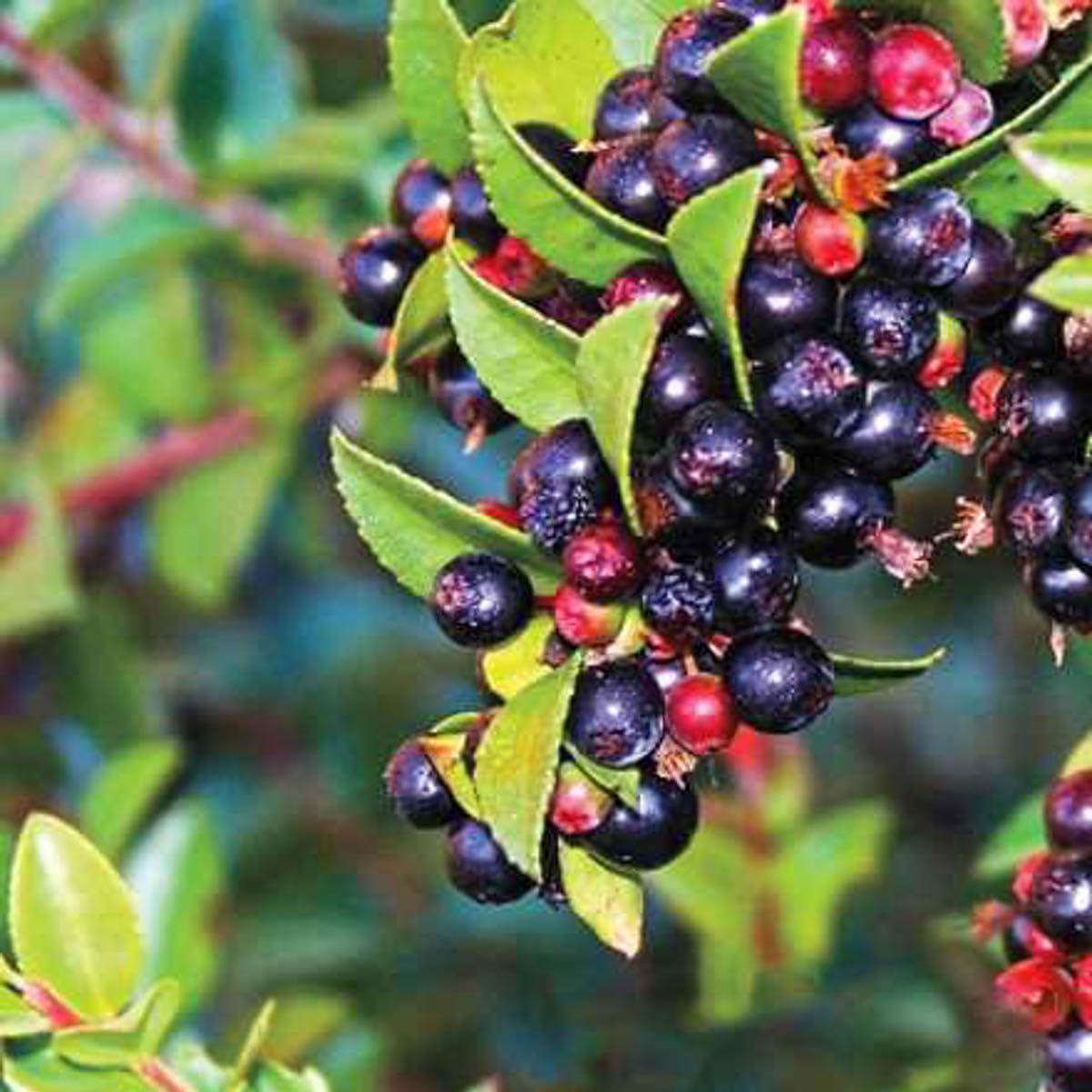 Direct Gardening Huckleberry Bush Dormant Bare Root Fruit Bearing Starter Plant