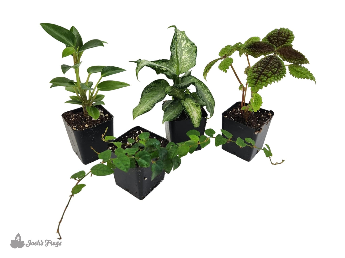18x18x24 Day Gecko Vivarium Plant Kit
