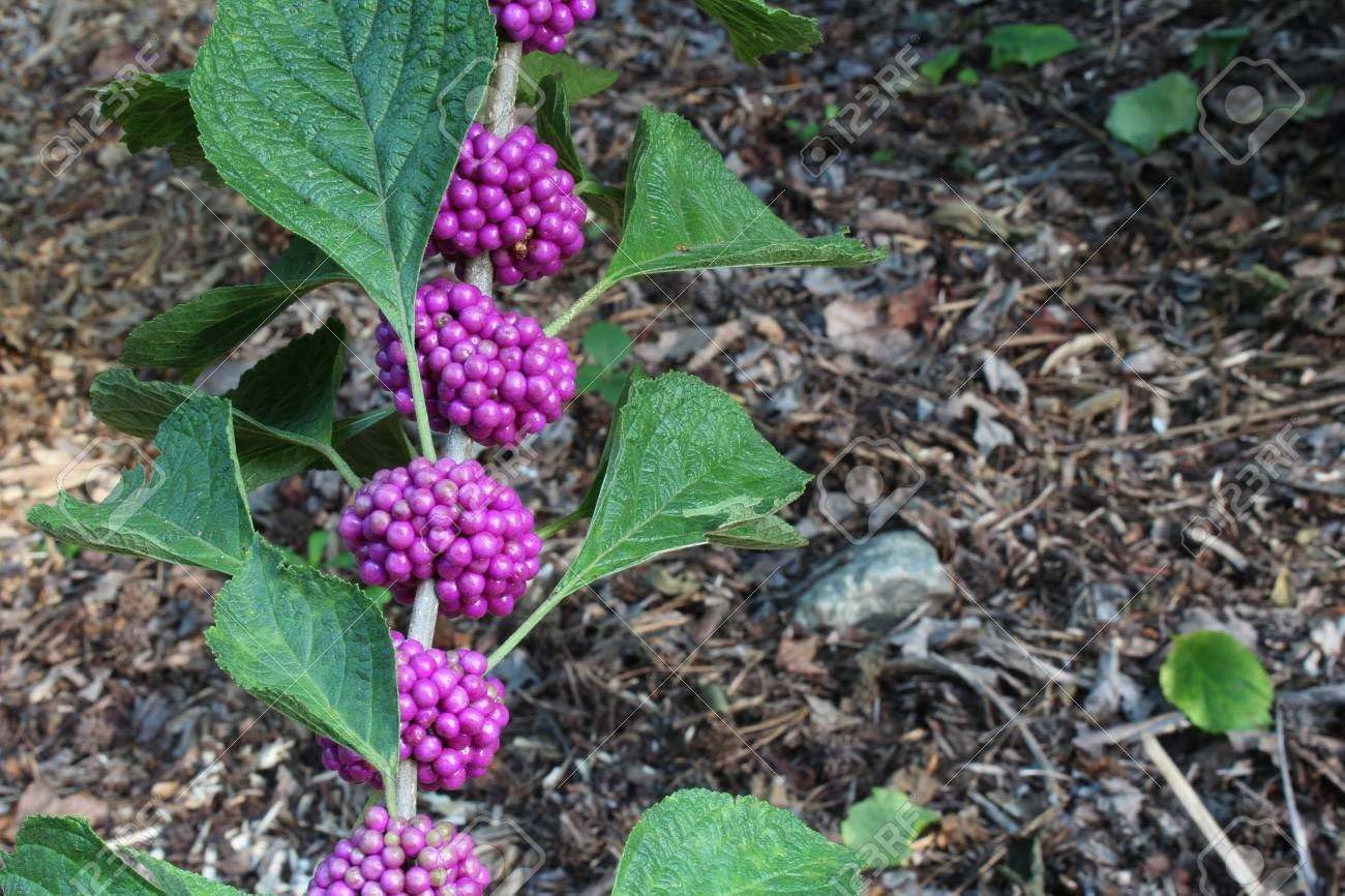 Live Plant - American Beauty Berry Bush/Shrub - 6-12" Tall Seedling - Live Plant - 4" Pot
