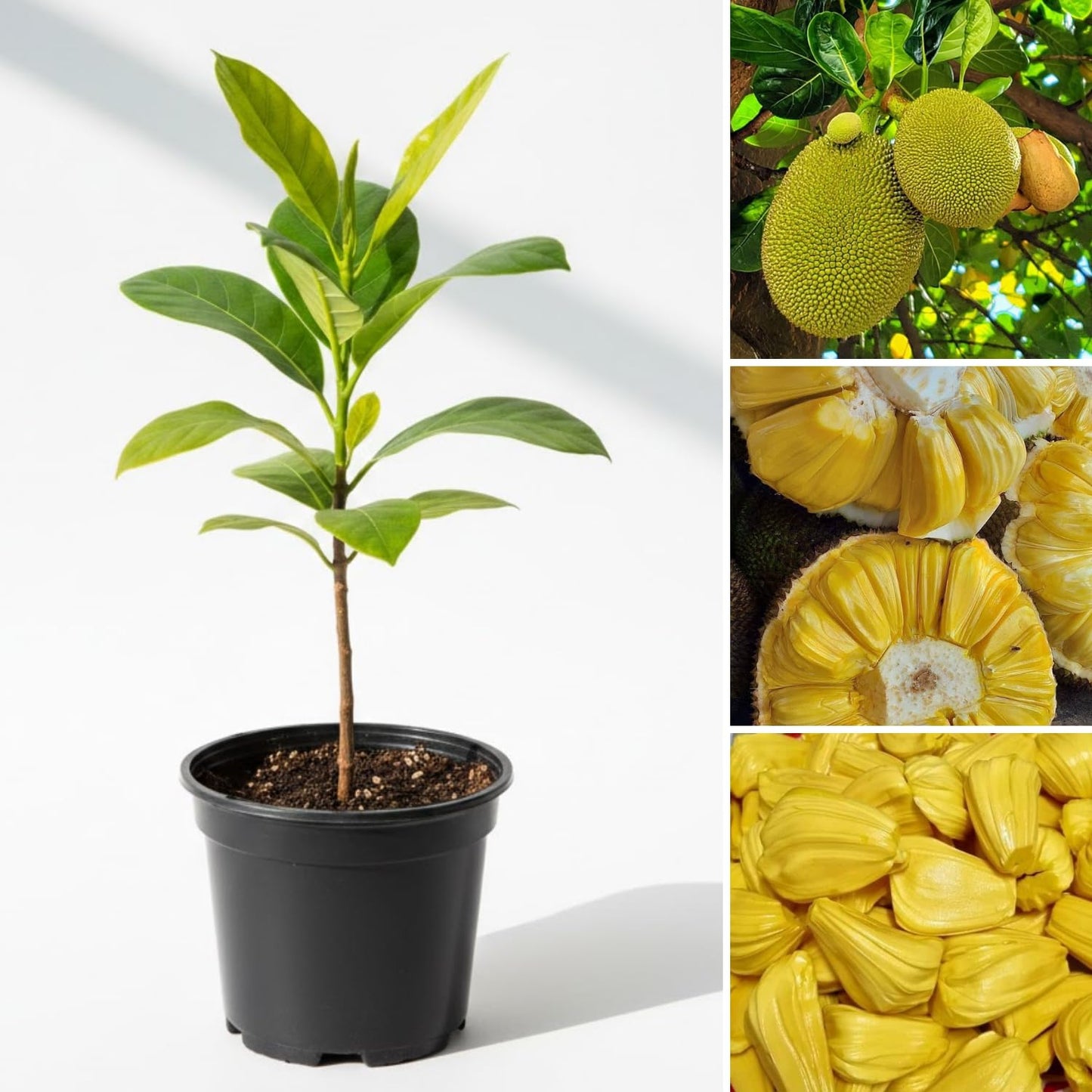 Jackfruit Tree Live Plant, 6-10 Inch Tall Jackfruit Tree in 4 Inch Pot, Hardy Tropical Fruit Trees Starter Plant Potted for Outdoors Garden
