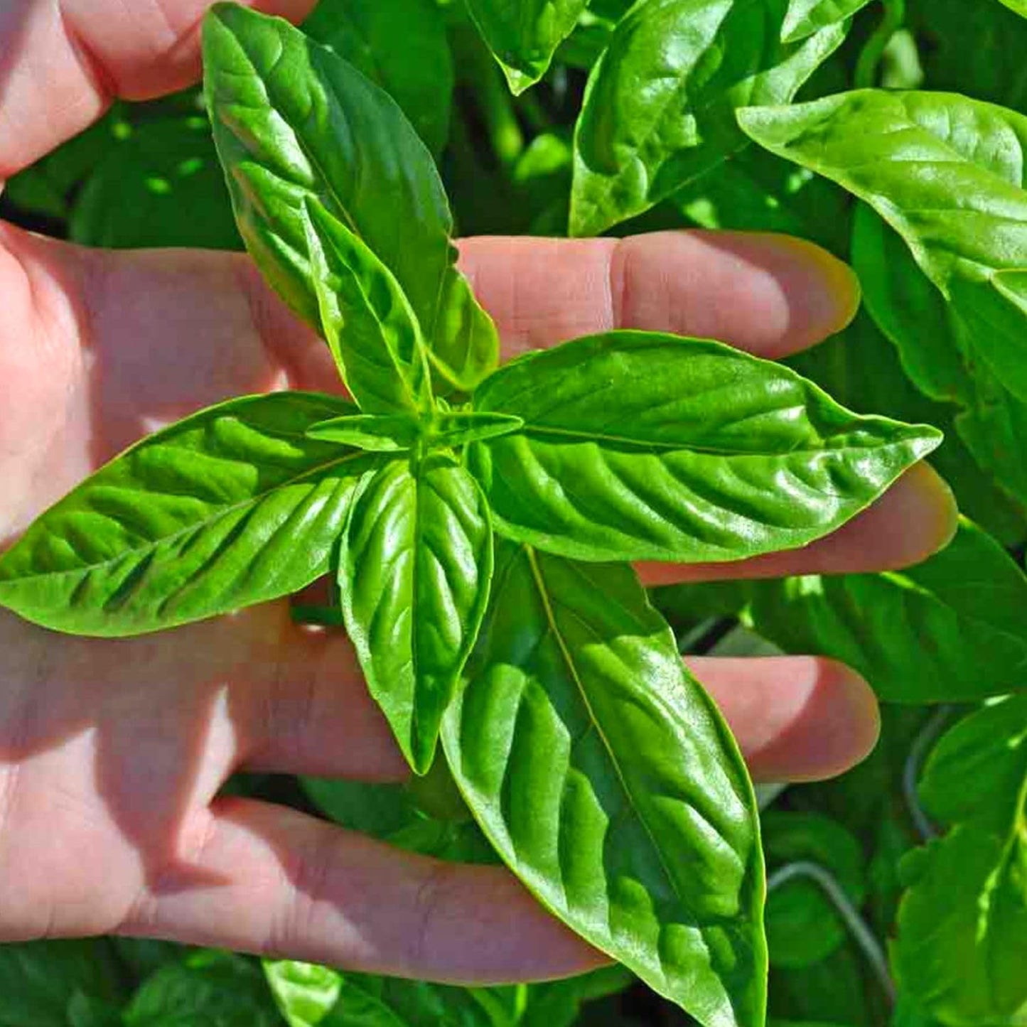 4 Basil Plants, Sweet Basil Plants Live for Indoors, Herb Plant Live, 4 to 6 Inches