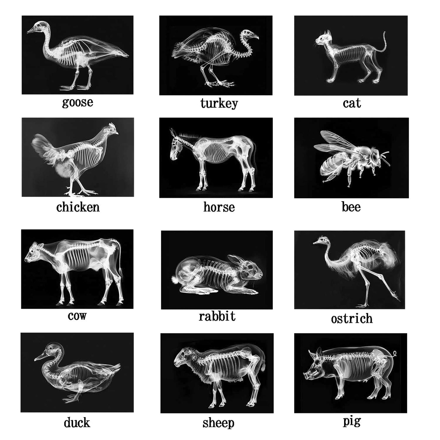 Animal X-Ray Set, Educational Science Kit, Light Table Accessory for Children (Farm Animals)