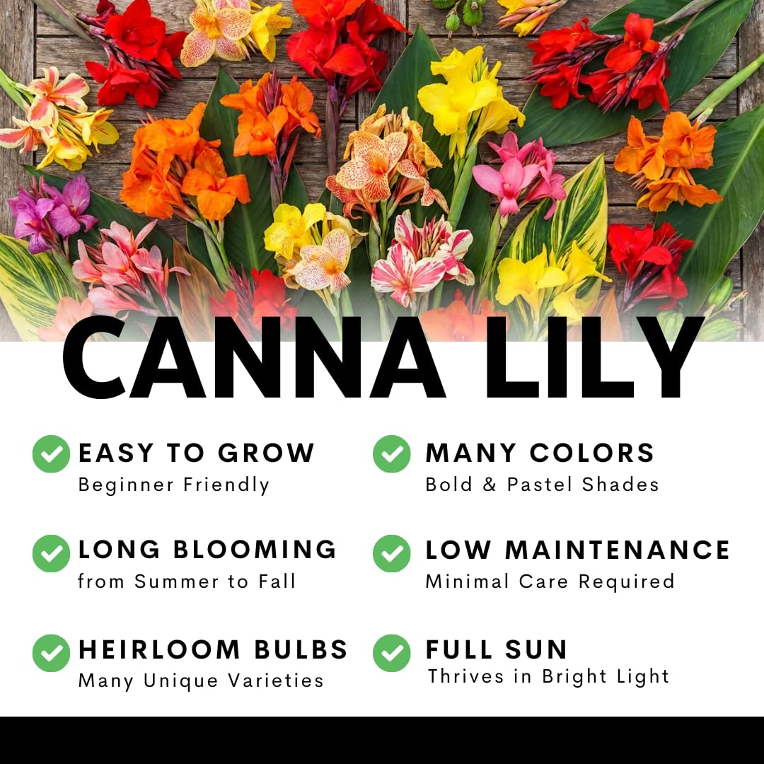 Premium King Humbert Canna Lily Bulbs – Giant Red & Yellow Tropical Blooms – Large Flowering Summer Bulbs for Garden & Containers (1 Bulb)