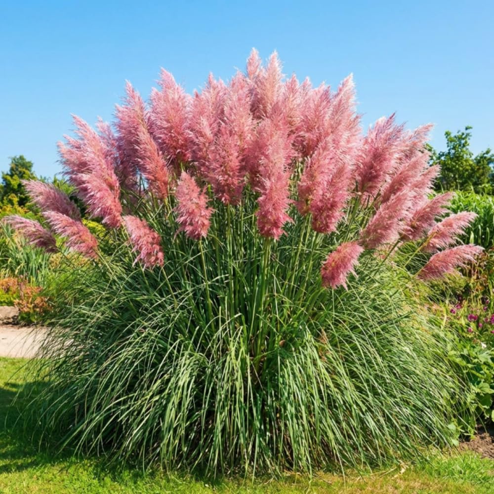 Set 100+ Pink Pampas Grass Seeds for Planting, Pampas Grass, Ornamental Grass for Garden Decor, Landscape