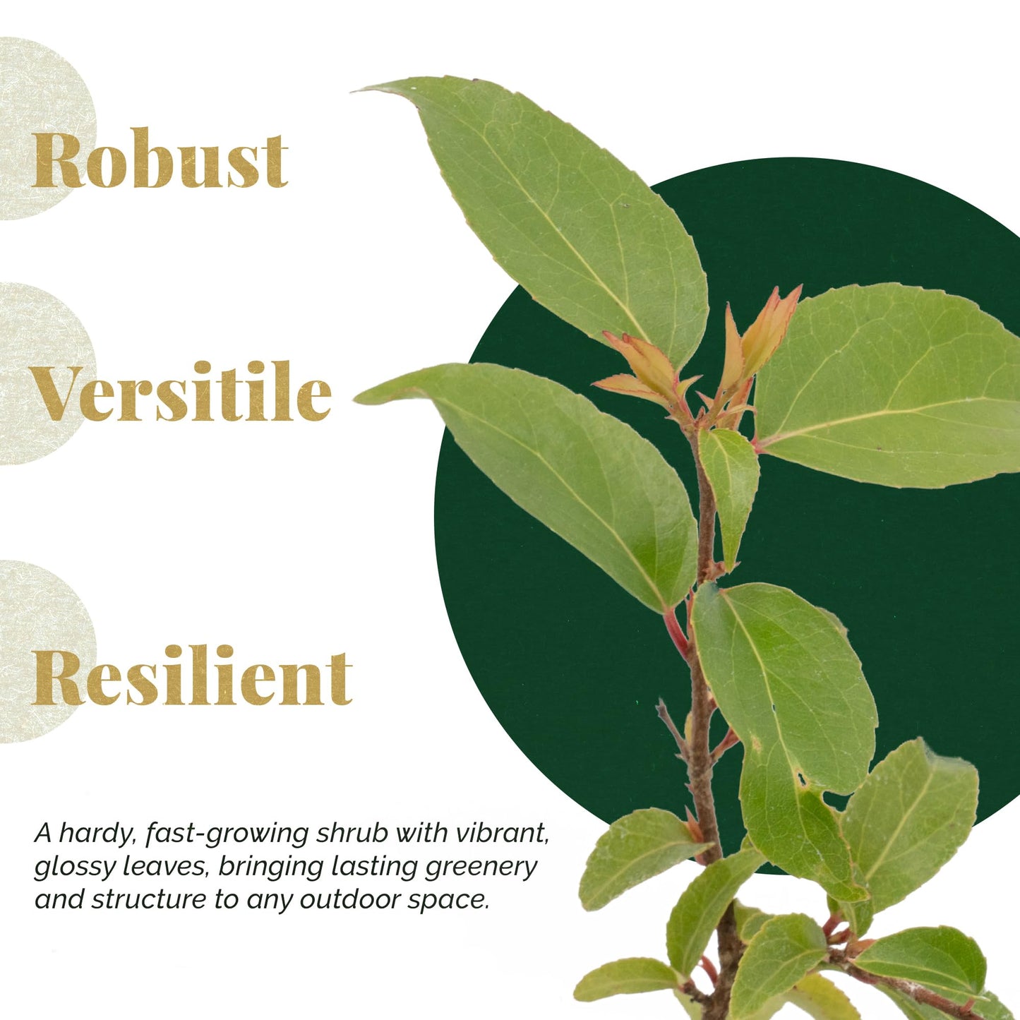 4 Xylosma Congestum, Live Plants – Shiny Xylosma in 2.5” Nursery Cubes – Fast-Growing, Low-Maintenance Evergreen Shrub for Hedges & Landscaping