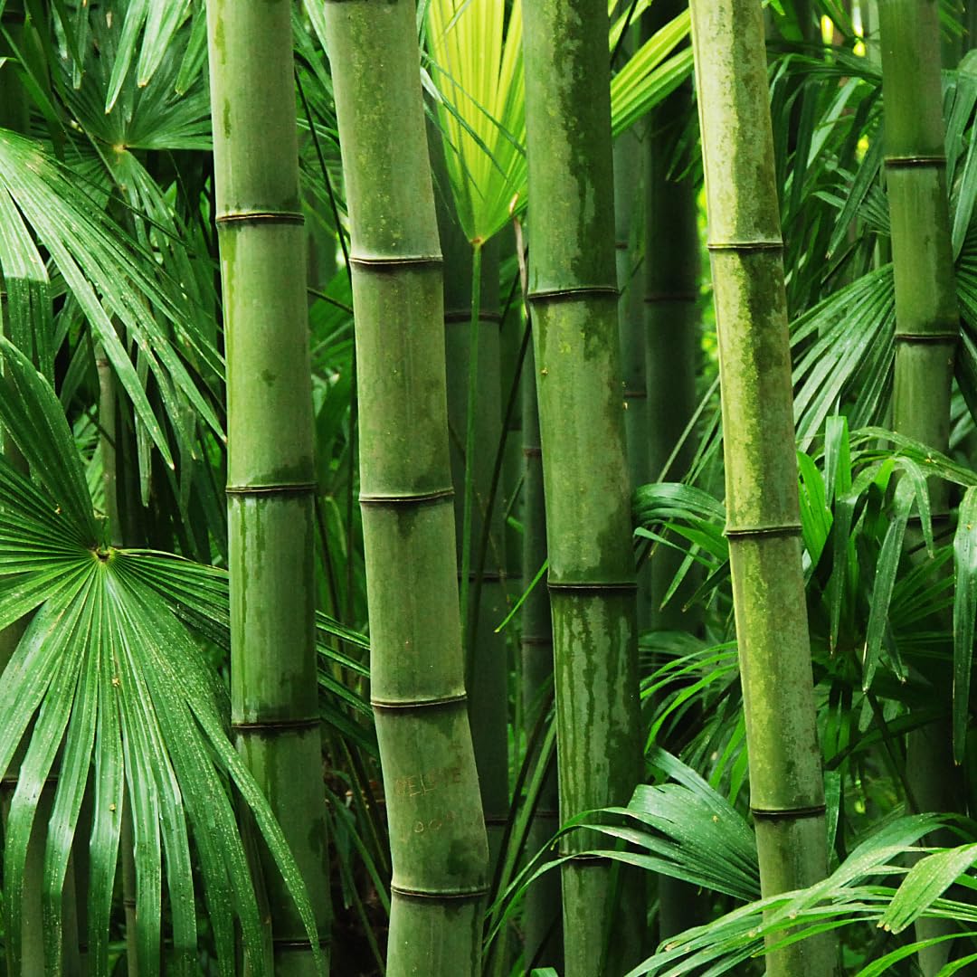 1,000+ Fresh Giant Bamboo Seeds for Planting - Quick Growth and Winter Hardy Privacy Screen, Good for Environment