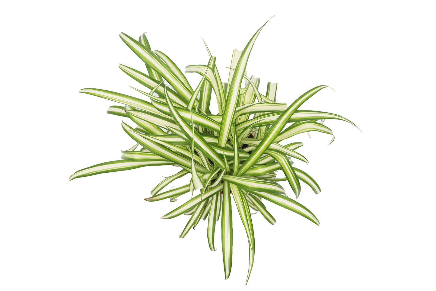 Ocean Spider Plant Variegated - 6'' from California Tropicals
