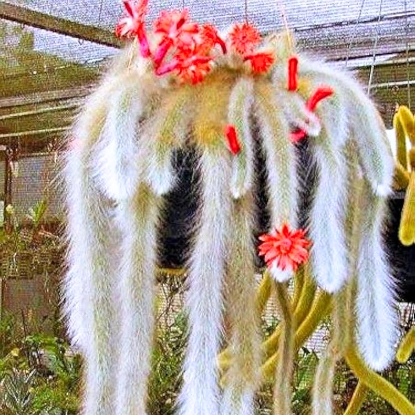 Trailing Monkey Tail Cactus Live Plant, Rare Cactus Live Succulents Plant Live Rooted, 3-6 Inch Tall Bareroot
