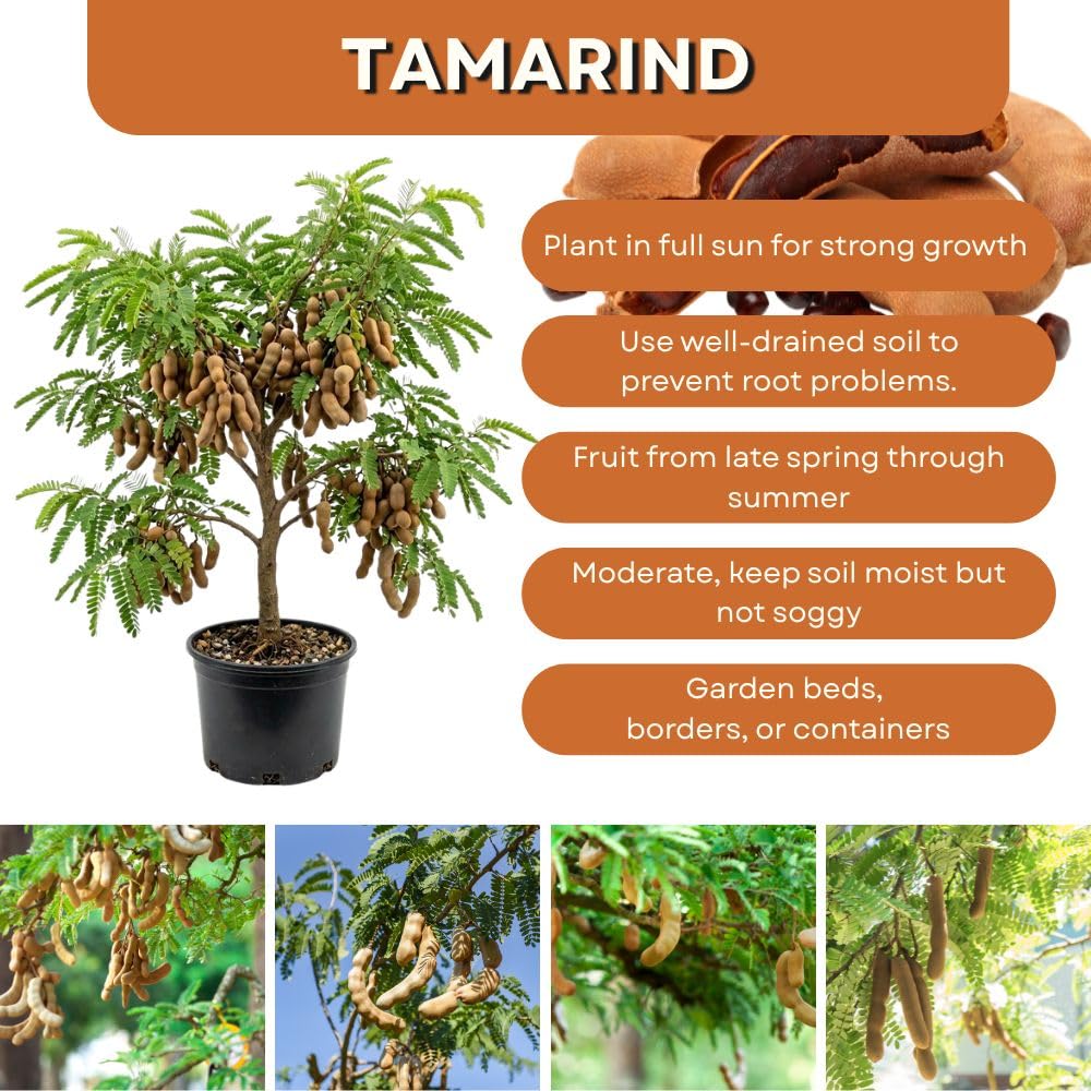 Live Sour Tamarind Tree 2-3ft in 3 Gallon Pot, Live Tropical Fruit Plant, Tangy Tamarind Fruit Tree for Planting Outdoor Garden, No Ship to CA