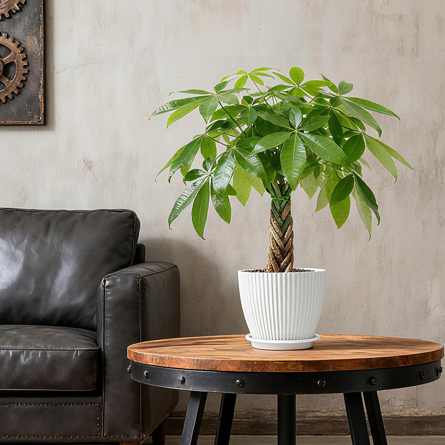 Sprout N Green Small Money Tree with 5 Lucky Braid, Live Plant with White Stripe Pot, Decoration for Indoor Home Office Tabletop Windowsill Side Table, Housewarming Christmas Gift, 8-10" Tall