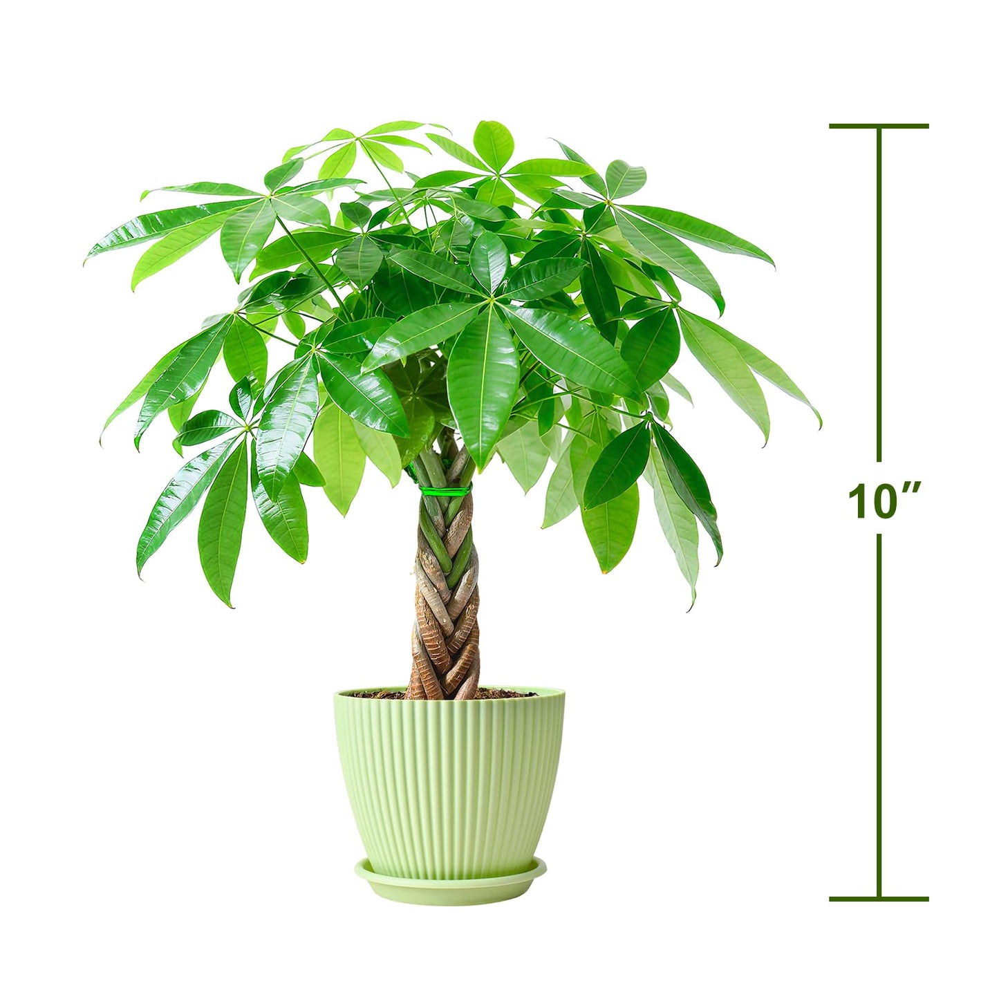 Sprout N Green Small Money Tree with 5 Lucky Braid, Live Plant with Green Stripe Pot, Decoration for Indoor Home Office Tabletop Windowsill Side Table, Gift for Housewarming Mother's Day, 8-10" Tall
