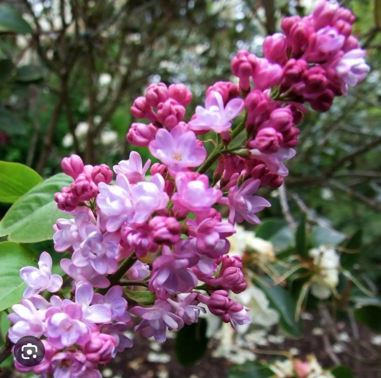 Live Plant - Belle de Nancy LilacSyringa VulgarisSmall Well Rooted Starter Plant4-8” Tall