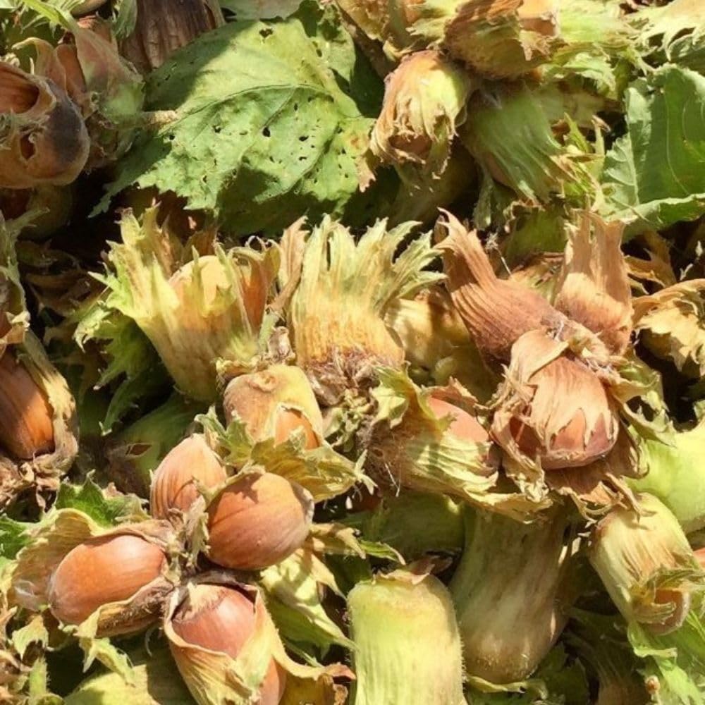 American Hazelnut Tree Live Plant, 2-3 Feet Tall, Edible Hazelnut Tree Plant in 3 Gallon Pot, No Shipping CA