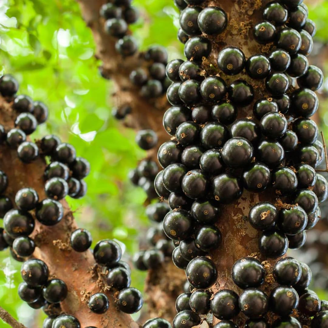 Rare Airlayered Black Jaboticaba Tree Live Plant for Planting, 3 Gallon 1-2 Feet Brazilian Grapetree Black Jabuticaba Tree Plant, Live