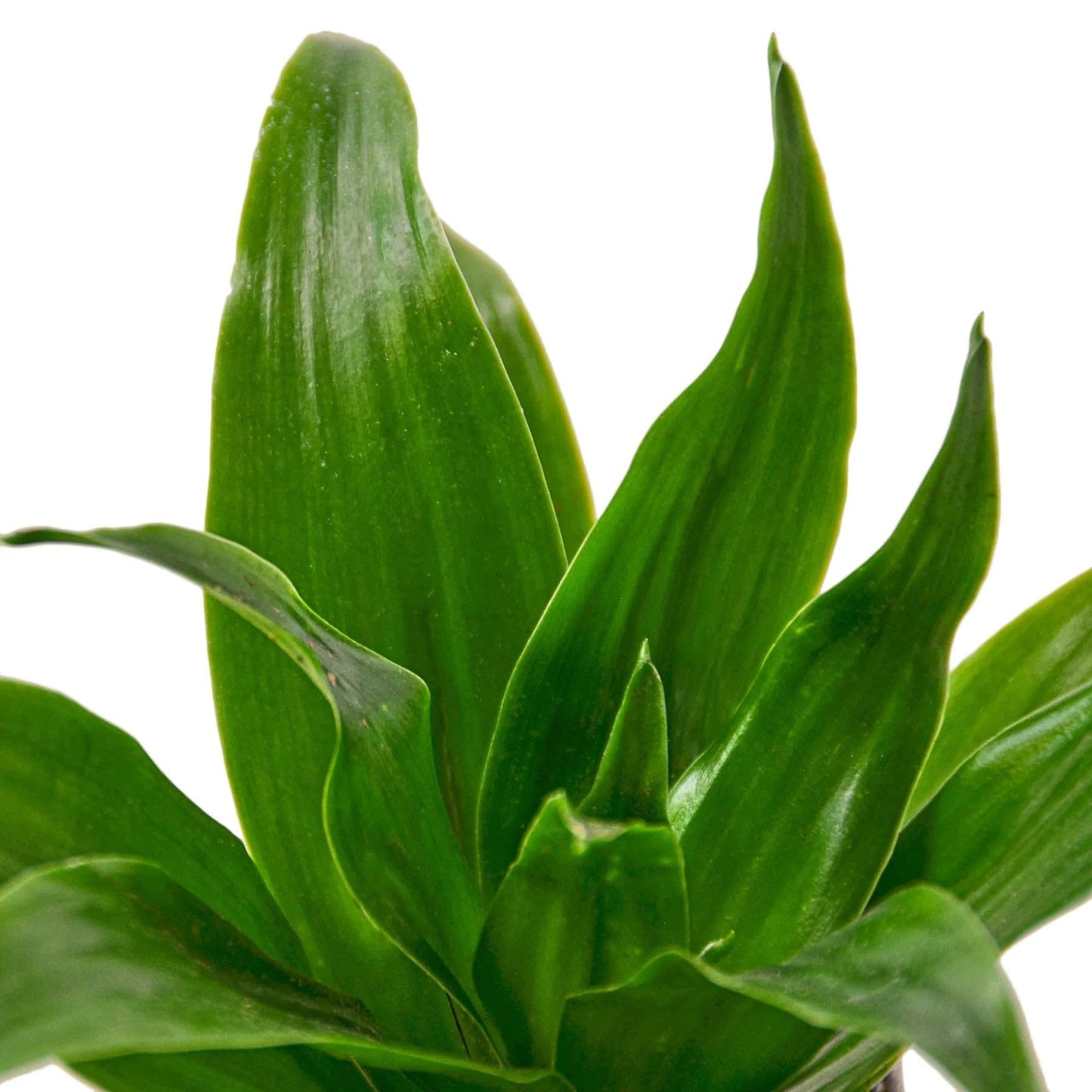 Dracaena 'Janet Craig' | Live Plant for Indoor & Outdoor | for Living Room, Office, Bathroom | (6" Pot)
