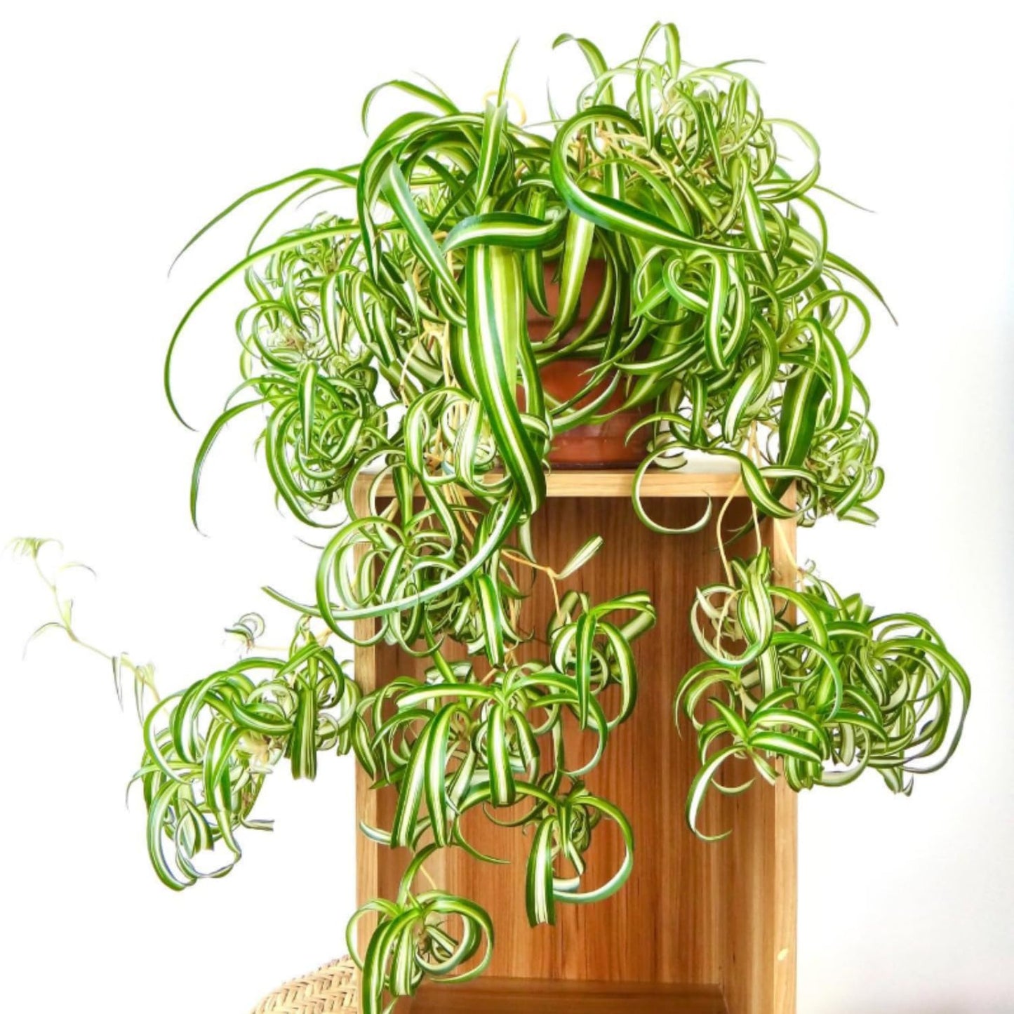 Curly Spider Plant, Variegated Spider Live House Plant, 2-4 Inc Tall, Indoor Outdoor Planting, No Pot
