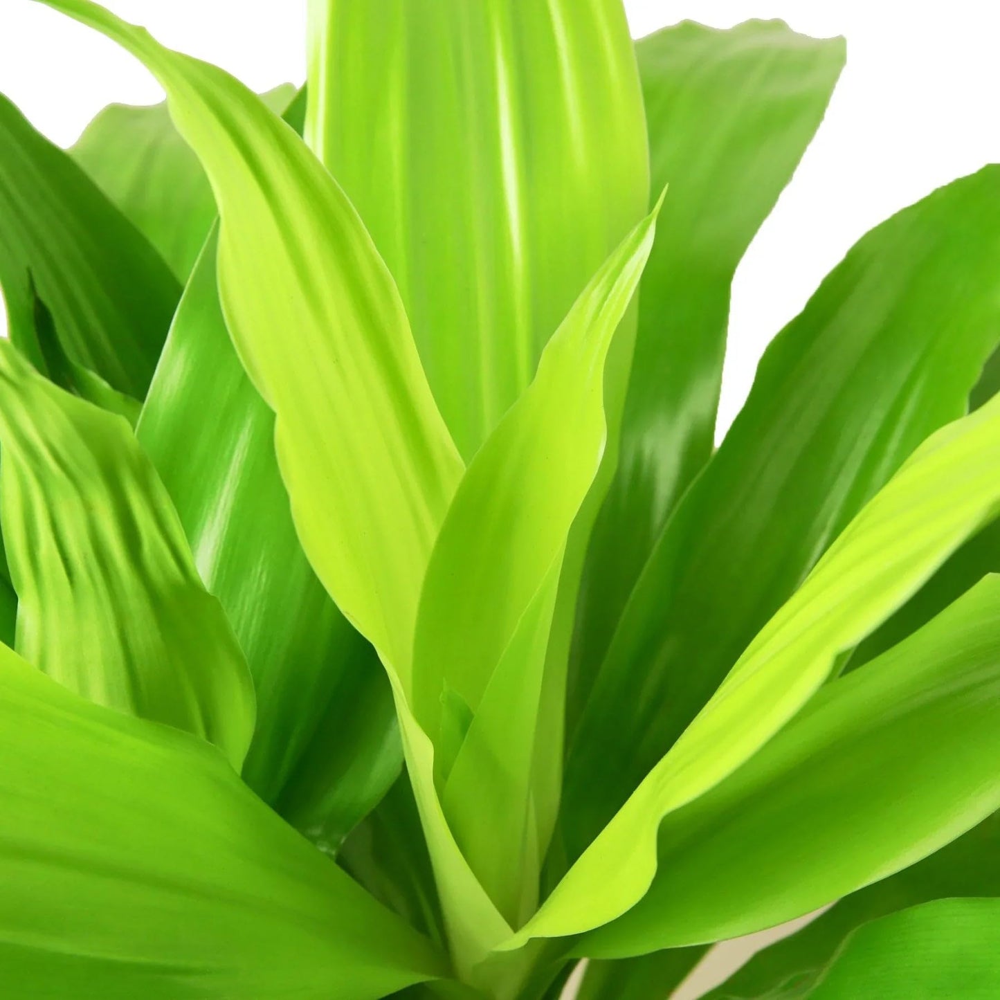 Dracaena Lime Light | Live Plant for Indoor & Outdoor | for Living Room, Office, Bathroom | (6" Pot)