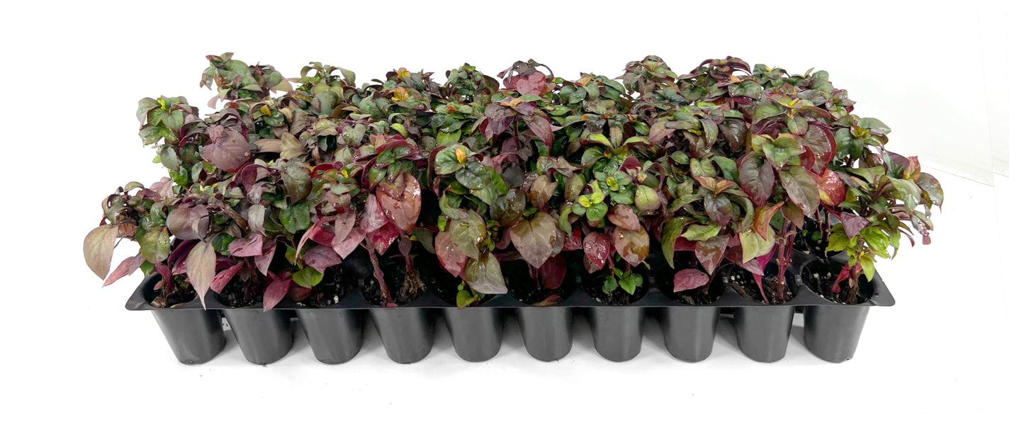 Alternanthera Little Ruby | 10 Live Plants | Alternanthera Dentata | Vibrant Foliage | Low Maintenance | Garden & Patio Decor | Fast Growing Groundcover | Outdoor Landscaping Shrub