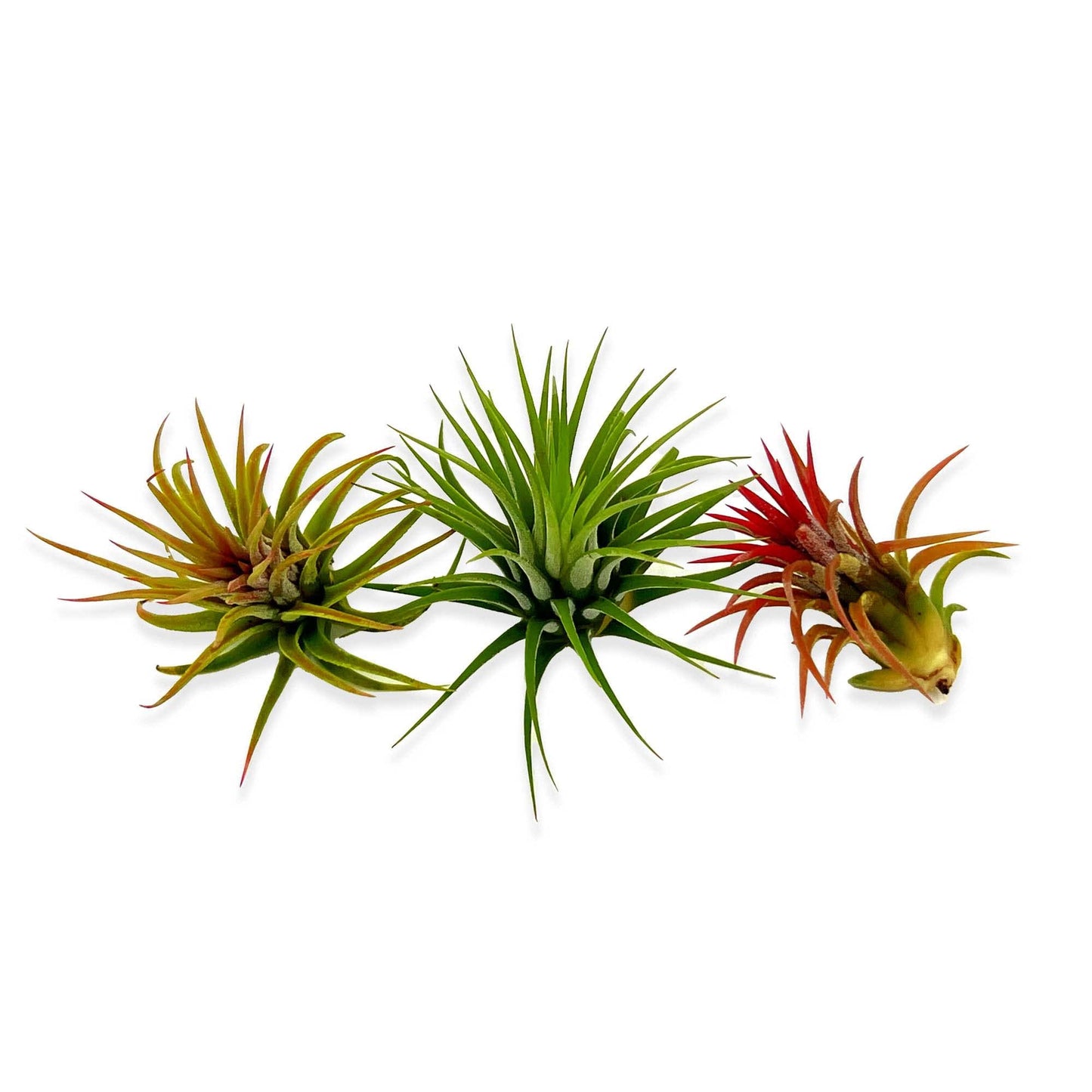 ragnaroc Air Plants Bulk - Tillandsia Ionantha Wholesale Pack, Regular 1-3" - 25ct - Live Arrival Guaranteed - House Plants for Home Decor & Gift