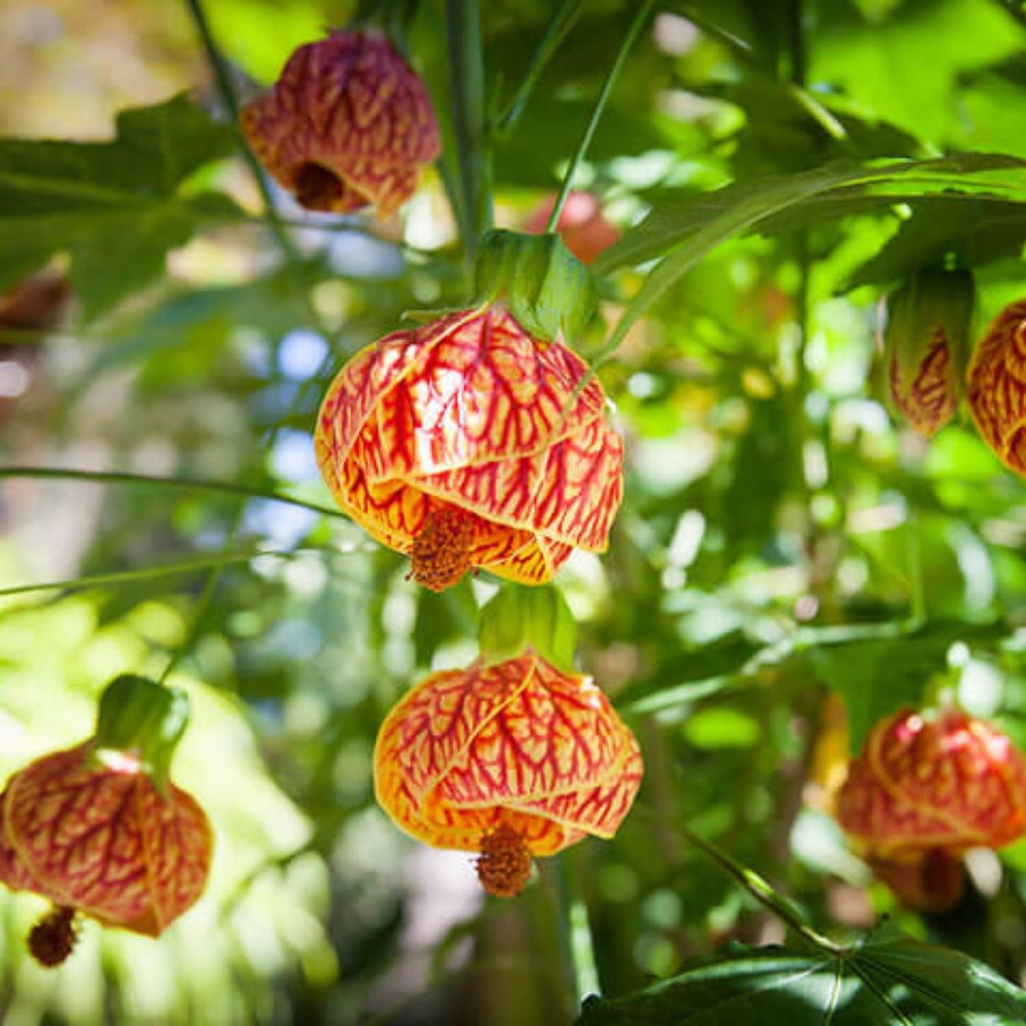 2 Abutilon Plants 5-9 Inches Tall - Lantern Trees Perfect for Enhancing Your Indoor and Outdoor Garden - Trailing Hanging Flower Vine (Orange Abutilon)