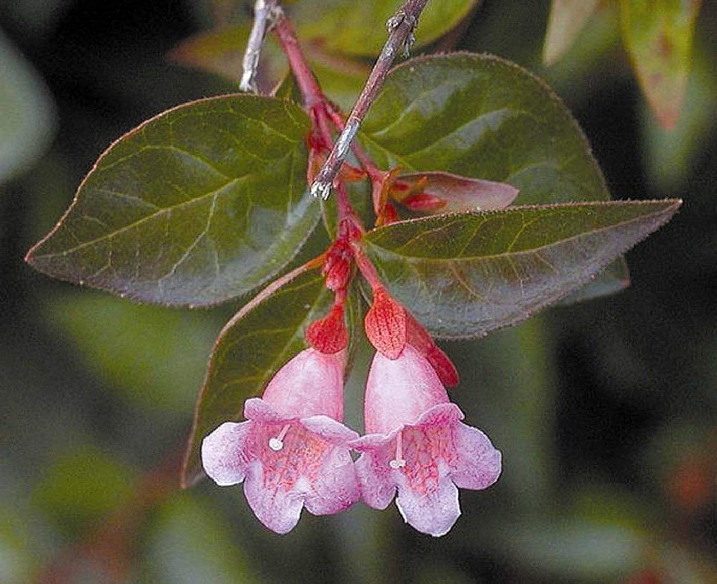 Abelia Grandiflora Edward Goucher - 50 Live Plants - Flowering Deer Resistant Butterfly Attracting Shrub