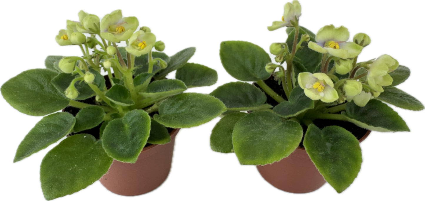 Mini African Violets (Optimara Little Trio - 2 Plants) (2" Pots)