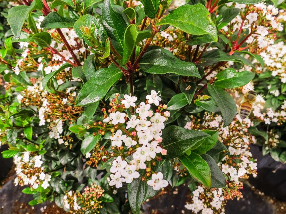 Spring Bouquet Viburnum 3 Gallon