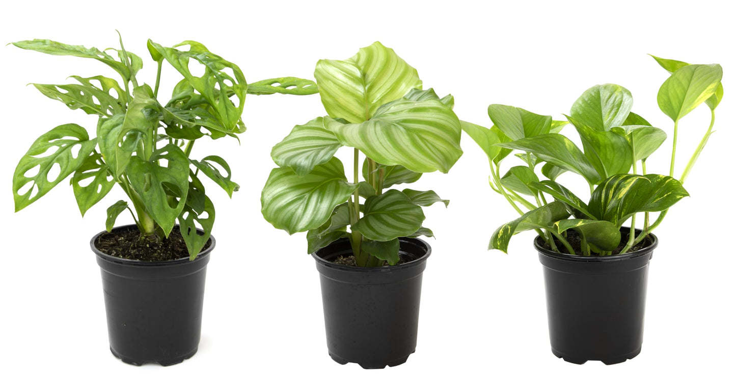Essential Houseplant Collection (3PK), Easy Plant Varieties, Air Purifying Pack with Real Pothos, Peperomia, & More Popular Live Houseplants for Home or Office by Plants for Pets