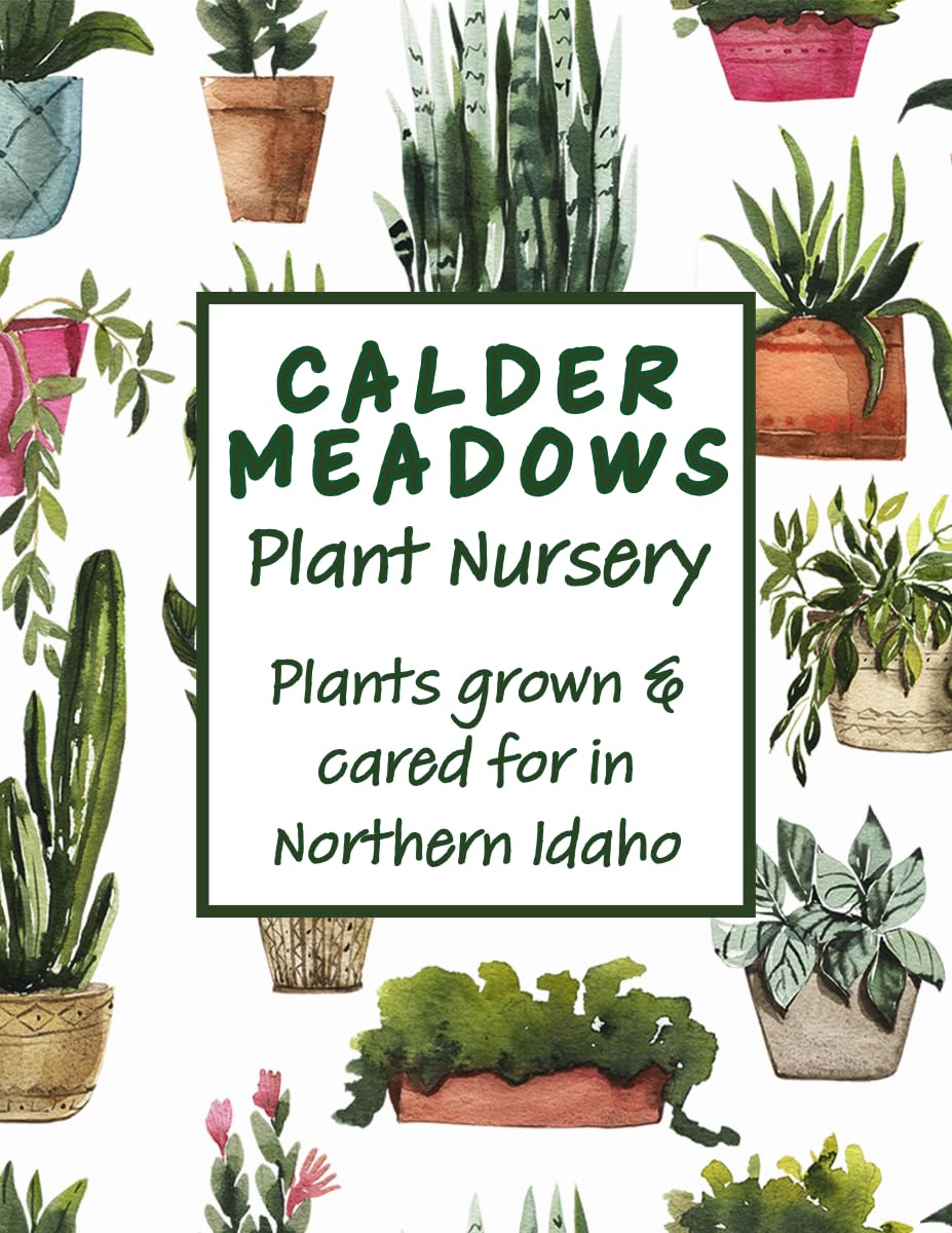 Indoor Plants, 4 Pack, Low Light Plants