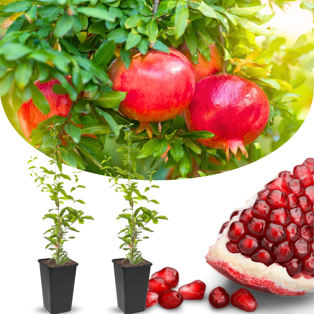 2 Red Pomegranate Trees Live Plants, Well-Rooted, 5-9 Inches Tall, Large Sweet Fruit for Your Garden