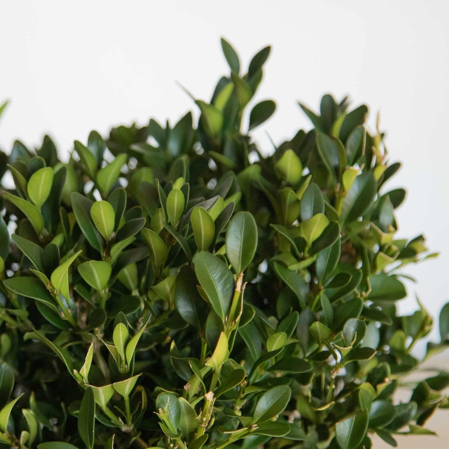 2.5 Gallon - Green Velvet Boxwood