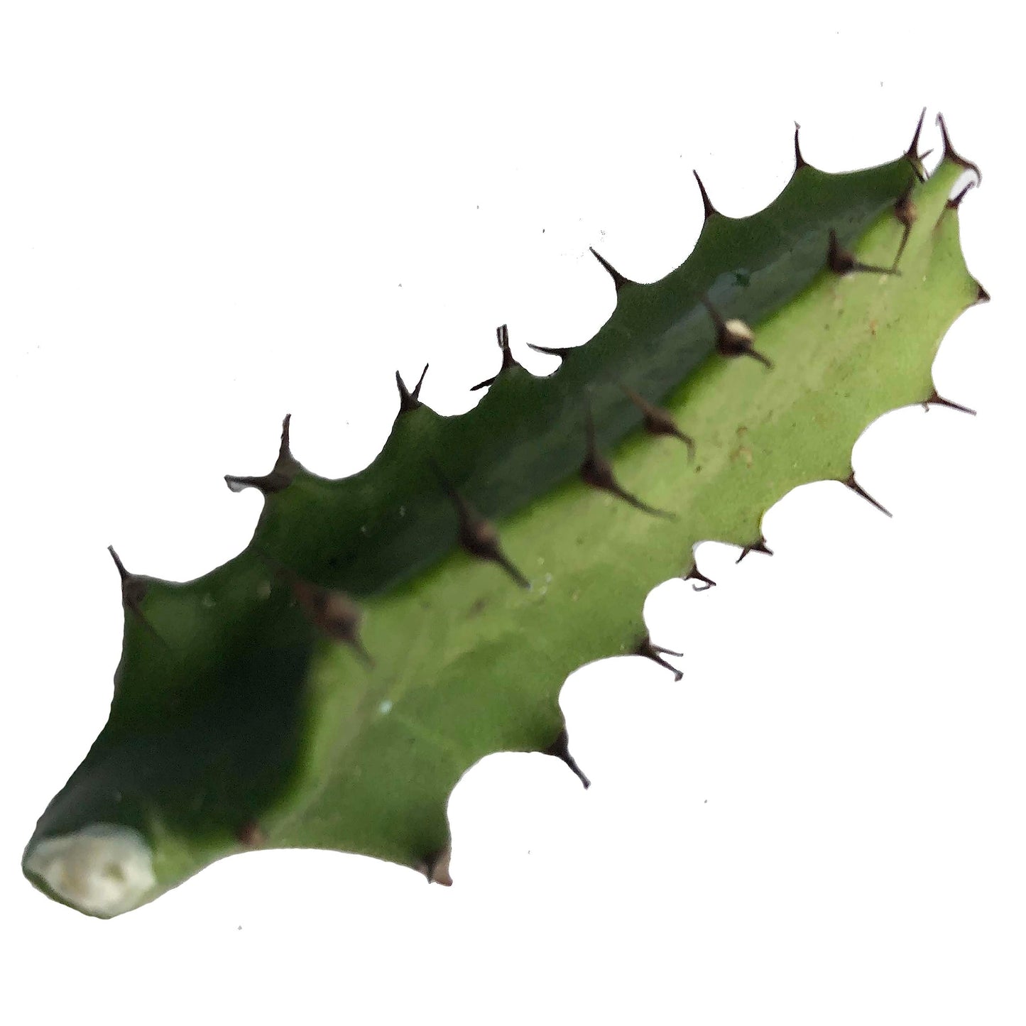 Organic Cathedral Cactus Plant (Euphorbia trigona) Cutting - Devil's Backbone Plant Cutting