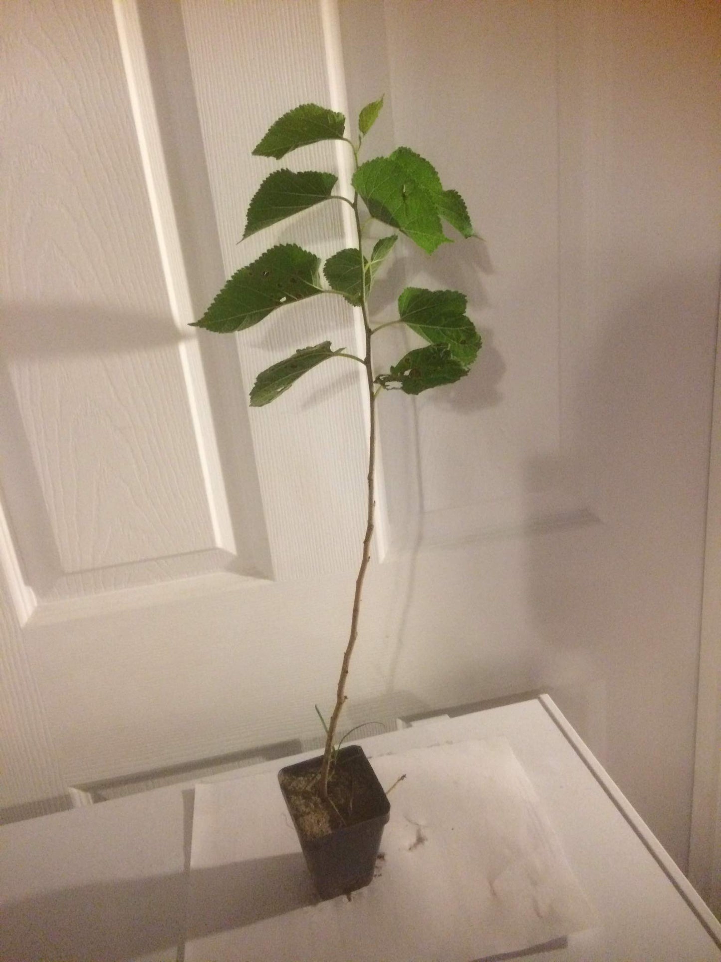 Generic 2 Year Old White Mulberry (Morus alba) Plant,Russian,12-14 inches Tall