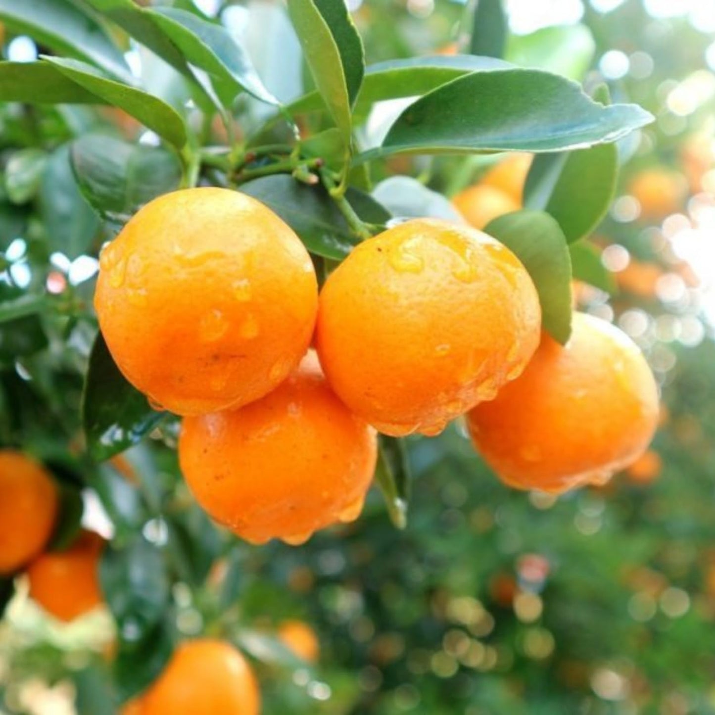 Calamansi Tree in 3 Gallon Pot, Fruit Bearing Live Calamondin Citrus Fruit Plant, Calamansi Kalamansi Tree for Planting Patio Garden