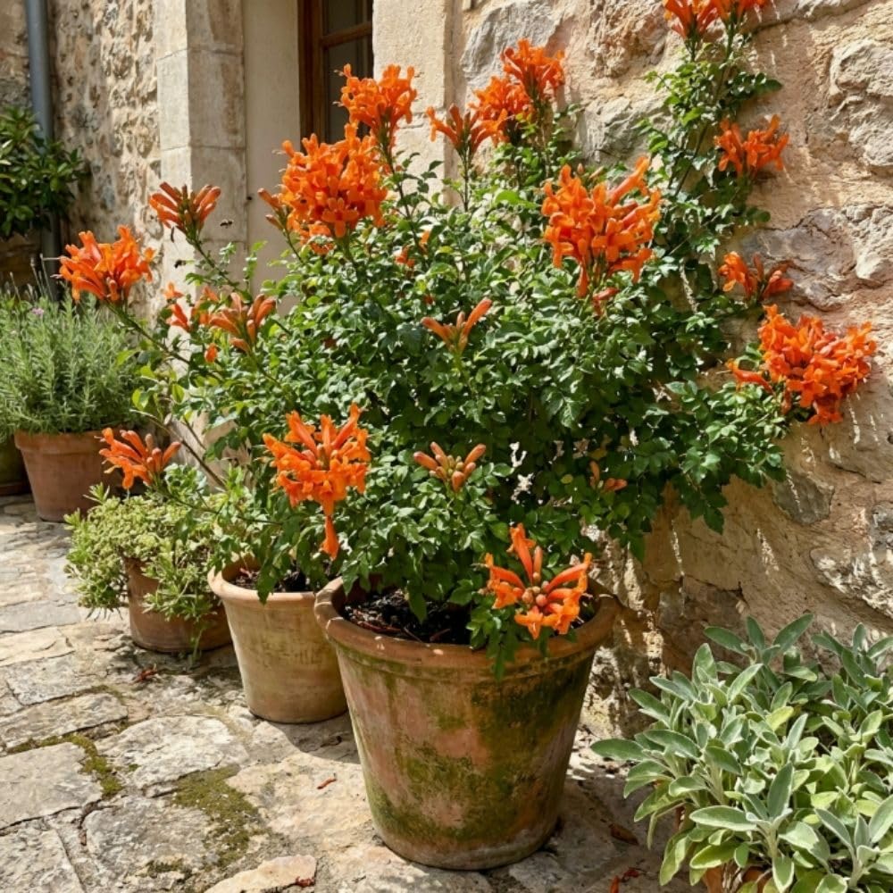 Live Orange Honeysuckle Plant, 6-10 InchTall, Orange Honeysuckle 4 Inch Pot, Climbing Flowering Vine for Outdoor Growing