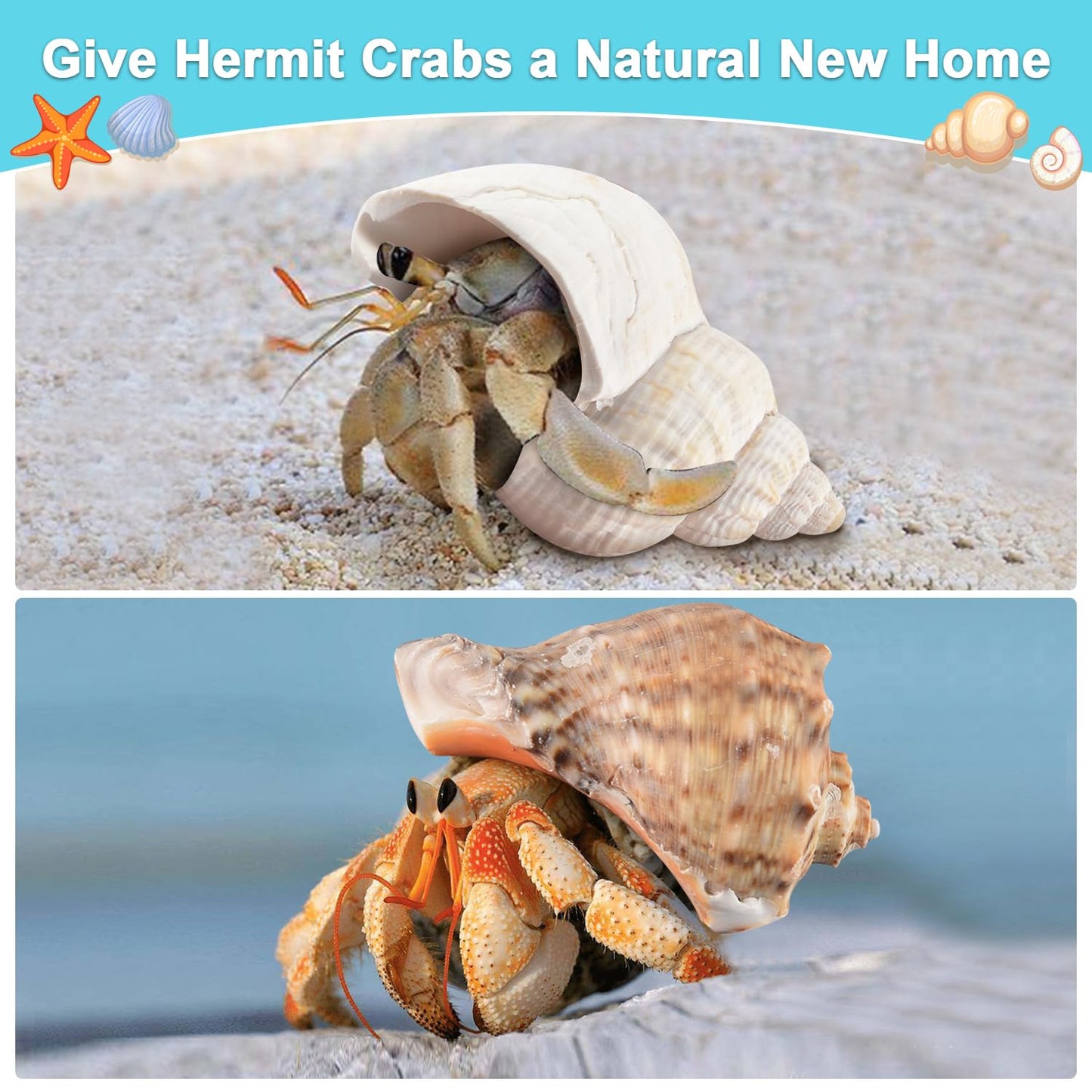 LYHZLBAY Hermit Crab Shells Large 6pcs,Natural Conch Shell Size 2.8" - 3.8", Opening Size 1.5" - 2.7", Large Sea Shells Turbo Seashells for Hermit Crab Supplies and Beach Decorations