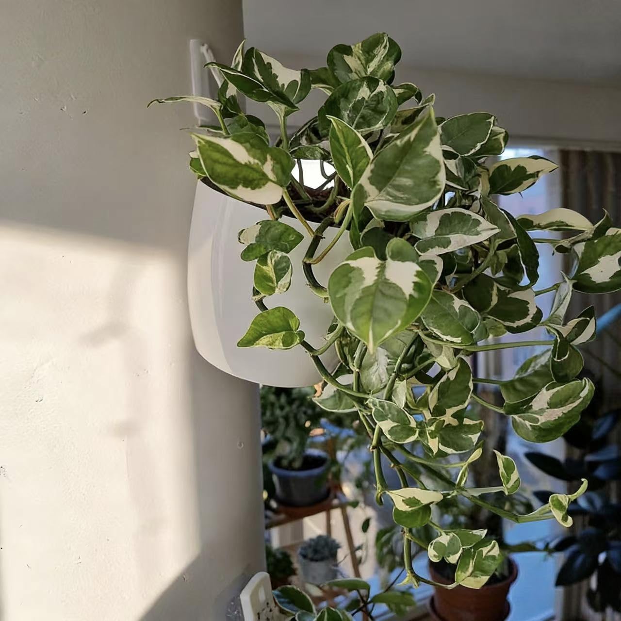 6 Pack White Hanging Planter Pots Self Watering Vertical Garden Wall Mount Window Hang Round Plastic Container Indoor Outdoor for Plants Flowers Succulent Kitchen Living Herbs Holder Decor(Large)