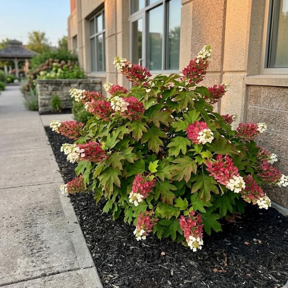 Ruby Slipper Oak Leaf Hydrangea Live Plant Shrub, 6-10" Tall in a Quart Pot, Easy Care Hydrangea Bushes Ready to Plant, White to Pink Changing Blooms for Garden Décor & Outdoor Spaces