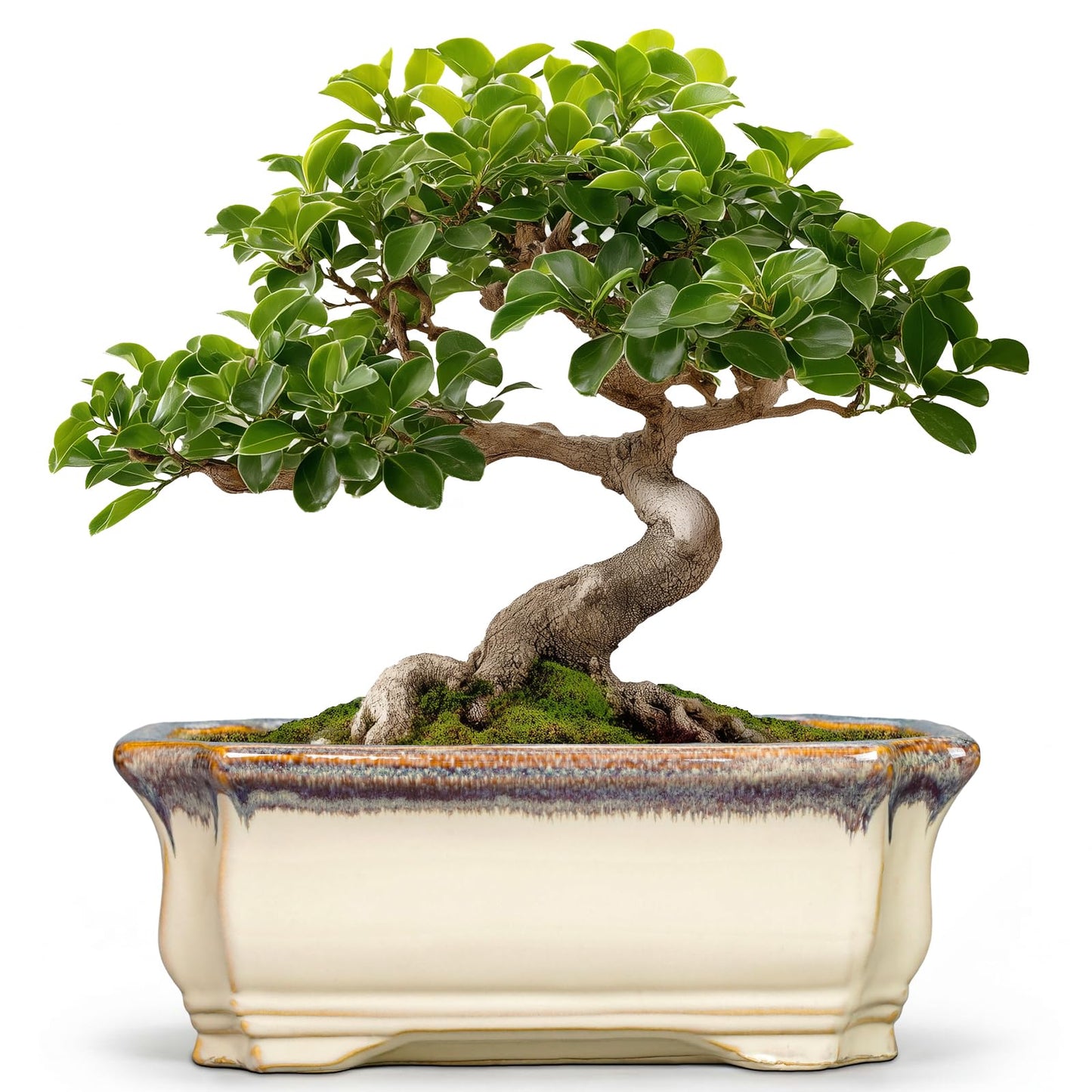Teagas 11.6 Inch Succulent Pots - Ceramic Bonsai Tree Pots with Drainage Hole, Succulent Planters for Indoor Plants Outdoor, Bonsai Planter, Garden Decor, House Warming Gifts, Rectangular Beige-Brown