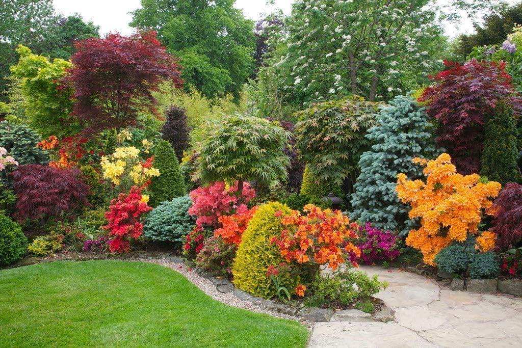 Azalea Vivid | 3 Live Plants | Red Flowering Rhododendron Blooming Shrubs