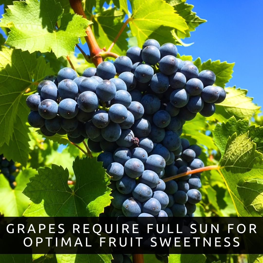 Grape Growers Plants Kit - 3 Live Grape Plants – Red, Green & Concord Varieties – Healthy Fruit Vines – Ready to Plant – Grow Sweet Table Grapes at Home - Ship Bare Root