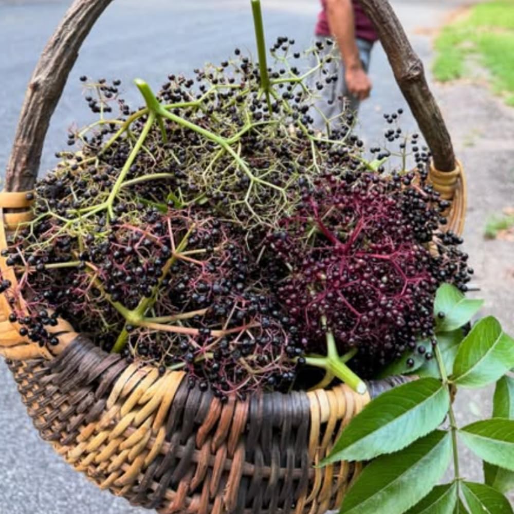 Black Elderberry Tree Live Plant, Hardy Berry Producing Shrub, Landscaping and Backyard Gardens, 4-7 Inches Tall