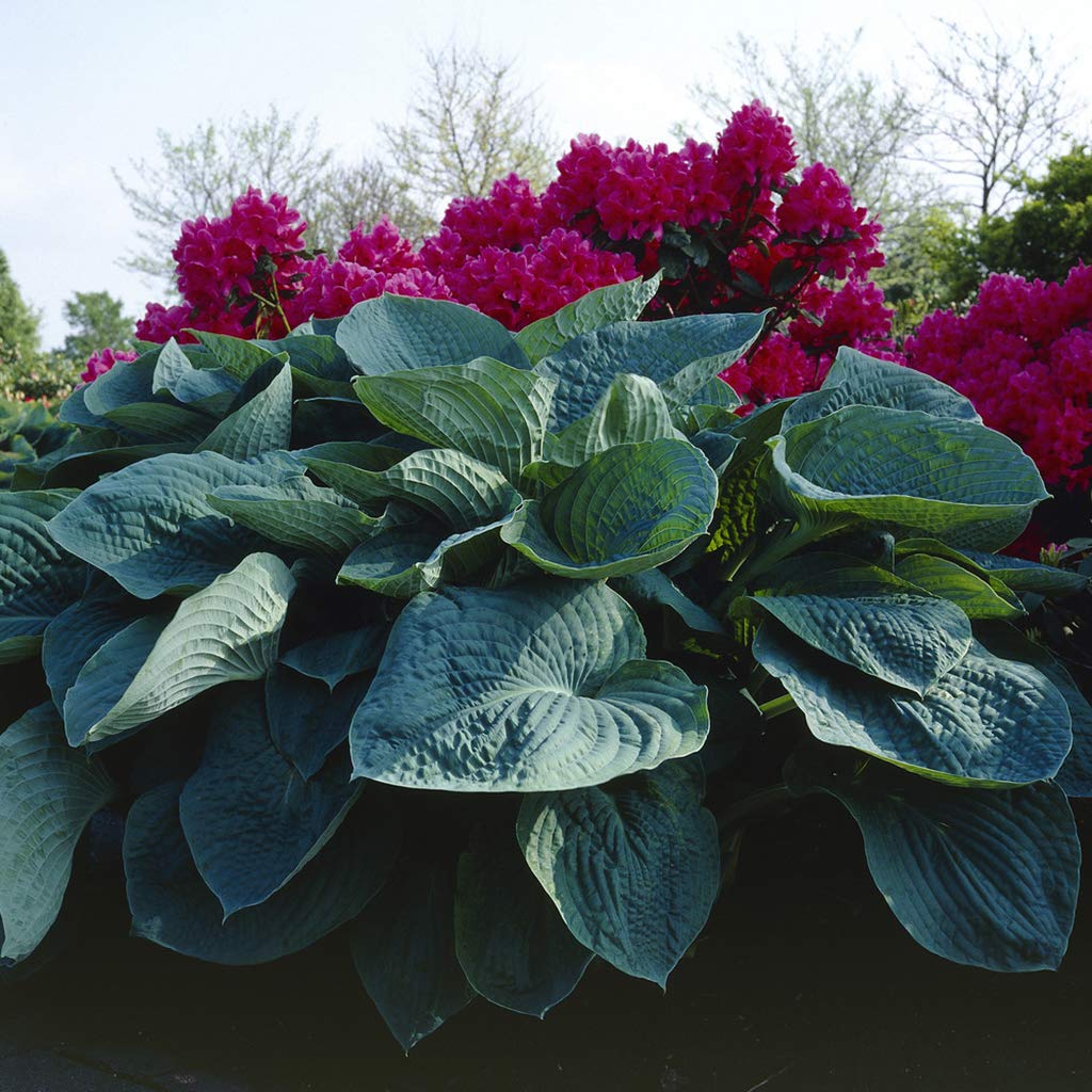 Van Zyverden Hosta Big Daddy Set of 1 Root