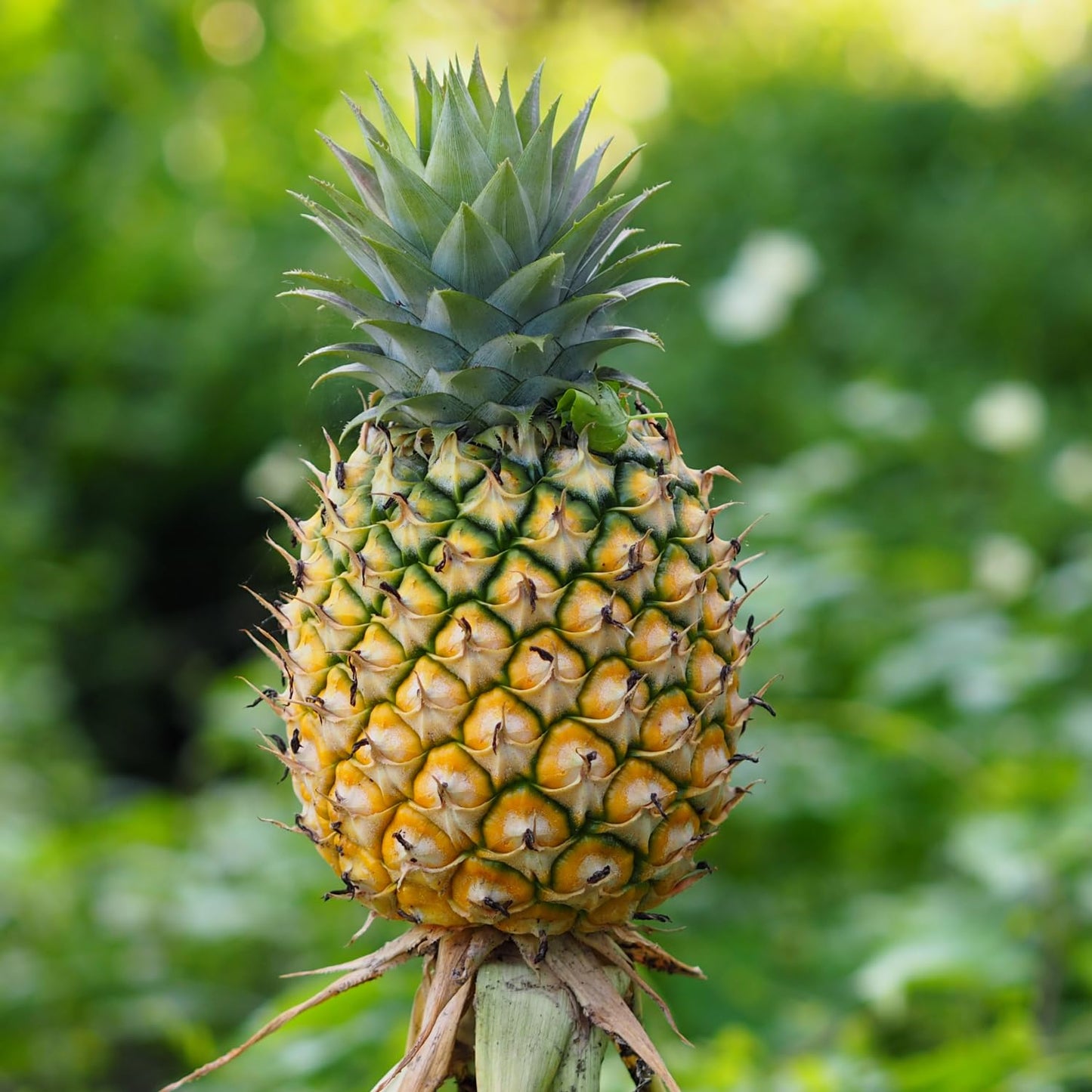 2 Elite Gold Pineapple Plants, Pineapple Plants Live for Planting, Sweet Pineapple Starters Plant for Home Garden and Containers