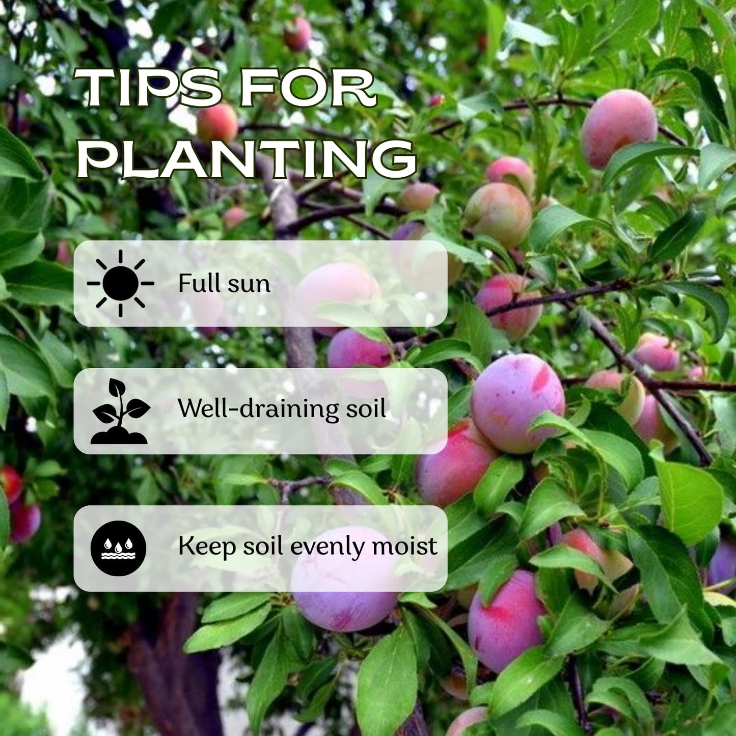 2-3 Years Old Plum Tree Live Plant, Well Rooted Red Plum Seedlings, Containers or Garden Beds Growing, 2-3 Feet Tall (Sweet Red Plum)
