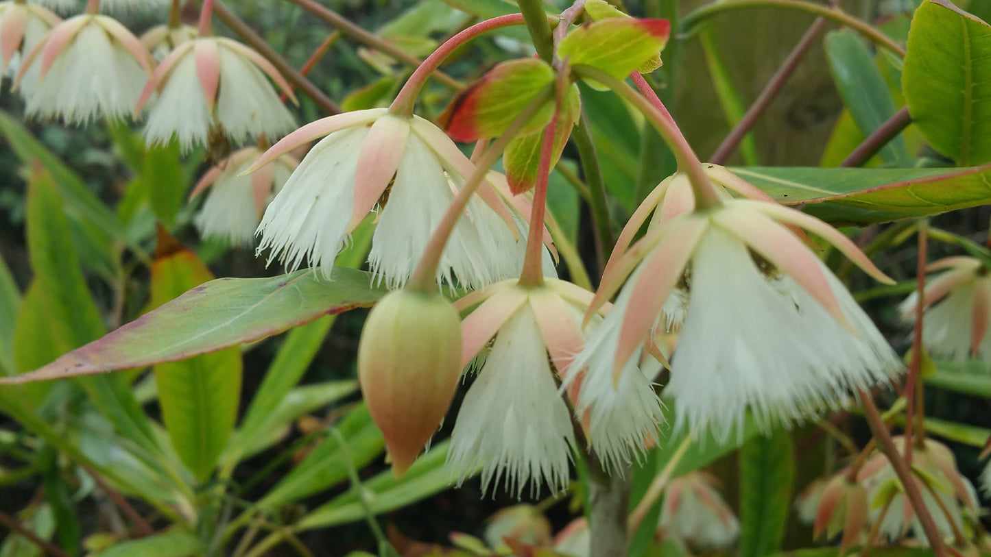 Fairy Petticoat - Elaeocarpus grandiflorus - Live Tree Plant - Unusual Fringed Pink White Flower - Emerald Goddess Gardens - Starter Sz 4 Inch Pot